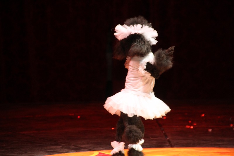 Opening of Dragon Circus